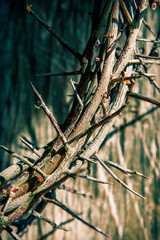 Close up fragment of crown of thorns as a symbol of death and resurrection of Jesus Christ. Vertical image.