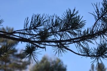 pine tree branches against blue sky