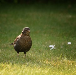 bird on the grass