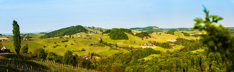 Panorama of South Styria Vineyards landscape near Austria - Slovenia border. View at Vineyard fields in sunset in spring.