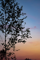 Birch at a sunset