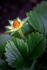 Strawberries Flower close up background, species Fragaria ananassa cultivated worldwide and a...