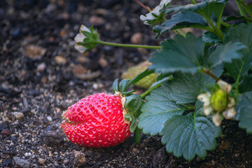 Unripe Strawberries fruits close up background, species Fragaria ananassa cultivated worldwide and a source of vitamin C and manganese.