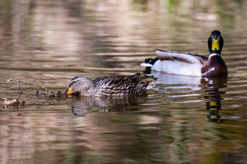 Birds and animals in wildlife concept. Amazing mallard duck swims in lake or river with blue water under sunlight landscape. Closeup perspective of funny duck.