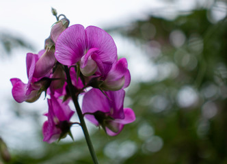 Fototapeta na wymiar purple flower on green background