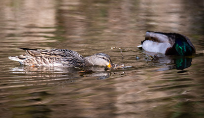 Birds and animals in wildlife concept. Amazing mallard duck swims in lake or river with blue water under sunlight landscape. Closeup perspective of funny duck.