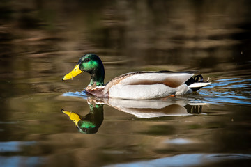 Fototapeta premium Birds and animals in wildlife concept. Amazing mallard duck swims in lake or river with blue water under sunlight landscape. Closeup perspective of funny duck.
