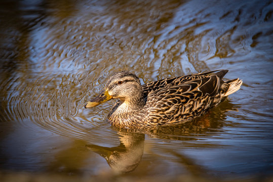 Birds and animals in wildlife concept. Amazing mallard duck swims in lake or river with blue water under sunlight landscape. Closeup perspective of funny duck.