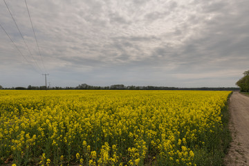 Rapsfeld in Blüte