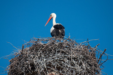 Alcalá de Henares, Spain 05-12-2013 A stork in its nest at the top of a battlement.