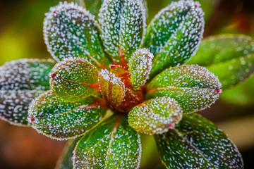 Rosette of green leaves covered with rime. Japanese azalea, Rhododendron japonicum