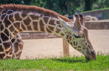 Obraz premium An adult giraffe eats grass from its enclosure at the Madrid Zoo.