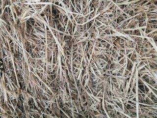 dry grass background
