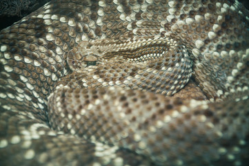 Close-up of a coiled eastern diamondback rattlesnake (Crotalus adamanteus) where its scales stand out.