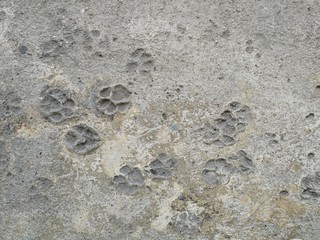 Dog footprint in cement ground