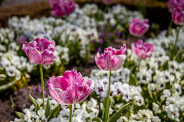flowers in spring