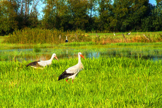 St&ouml;rche in Polen