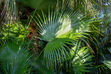 Obraz na płótnie Canvas Tropical Plants, Palms and Greenery