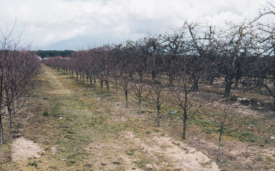 apple orchard after winter season