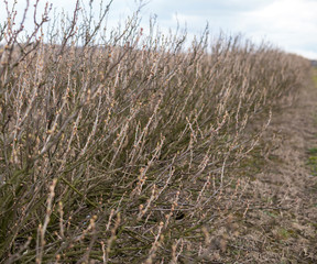 Fototapeta premium plantation of chokeberry bush after winter season