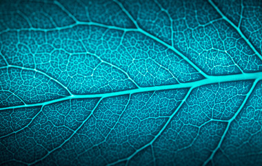 Close up leaf texture. Macro photography.