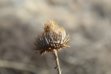 Thistle in the Sun 