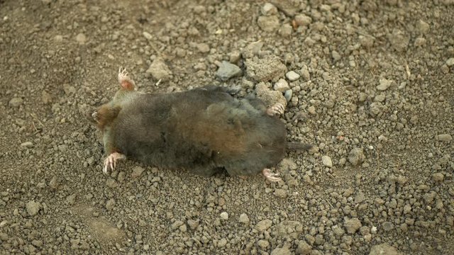 Poisoning by poison rodenticide pesticide agriculture against rodents voles mice. mole European Talpa europaea dead death corpse soil ground mouse, infections deratization, flies crawl insect fly