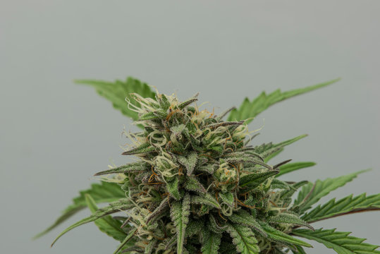 Bubba kush automatic marijuana flower with grey background