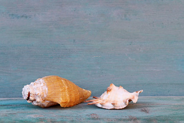 Obraz na płótnie Canvas Blauer Holzhintergrund mit zwei Muscheln aus dem Meer. Grafisches Foto für Urlaub
