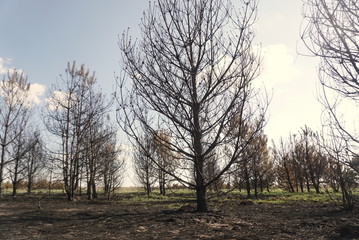 Scorched Trees, Burned Tree, Forest Fire