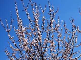Bush of a blossoming apricot on a background of blue sky