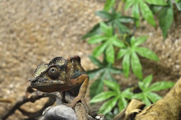 Iguana on a background of green leaves