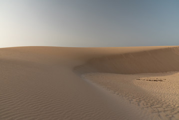 Fototapeta na wymiar dunes in the Sand desert at sunset