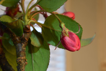 Cherry Blossom Solo 03