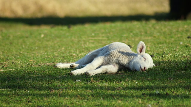 Schaf- Lamm-"ich bin so erschlagen von diesem Wetter"
