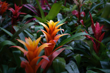 Plants and flowers bloom inside a conservatory, Toronto, Ontario, Canada