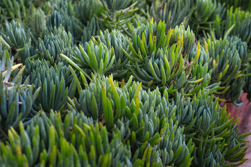 Fototapeta premium Succulent plants bloom inside a conservatory, Toronto, Ontario, Canada