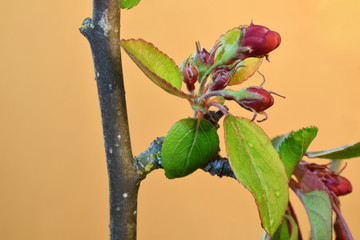 Cherry Blossom Bunch 02