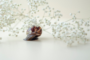 Dark brown Achatin with a spiral shell crawls among beautiful white flowers on a bright clear day. Extreme closeup macro healing mucus and anti-aging slime of Giant Snail. Concept of purity, copyspace