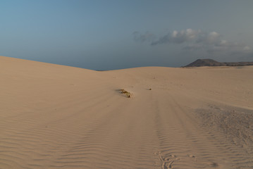 Deserted beach of Fuerteventura Canary Island