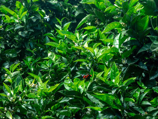 Obraz premium orange red butterfly on green tree leaves spring