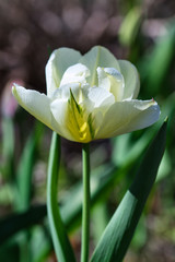 Creamy white tulip flower blooming in the spring garden, delicate feathery petals in delicate sunlight close up