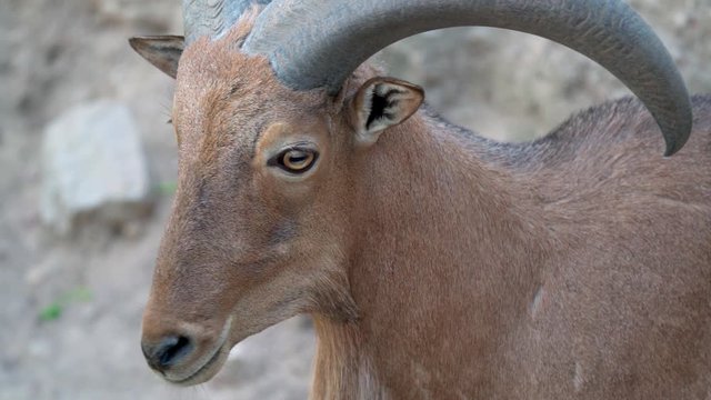 Close Up face of Barbary sheep (Ammotragus lervia) or aoudad is a species of caprid native to rocky mountains in North Africa.