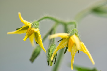 Yellow tomato flowers in bloom and flower buds macro on green hairy vines, growing in the...