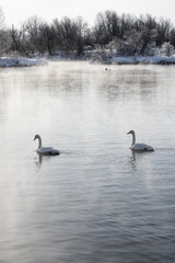 White swans swimming in the nonfreezing winter lake