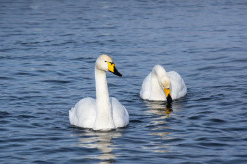 Fototapeta premium White swans swimming in the nonfreezing winter lake