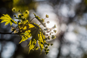 morning garden in warm spring weather