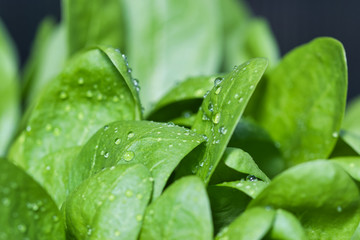 Spinach baby leaf growing in the spring garden, fresh green leaves with water drops on, close up, healthy organic food and self sufficency concept