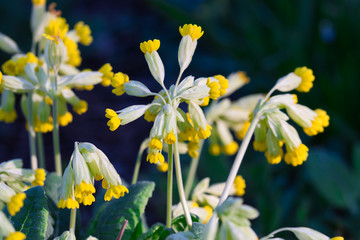 Common cowslip primrose yellow flowers in bloom in natural habitat in warm sunlight in the spring garden, blurred dark blue green background