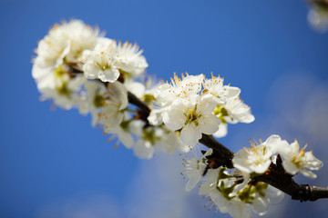branch of cherry blossom over blue sky in spring